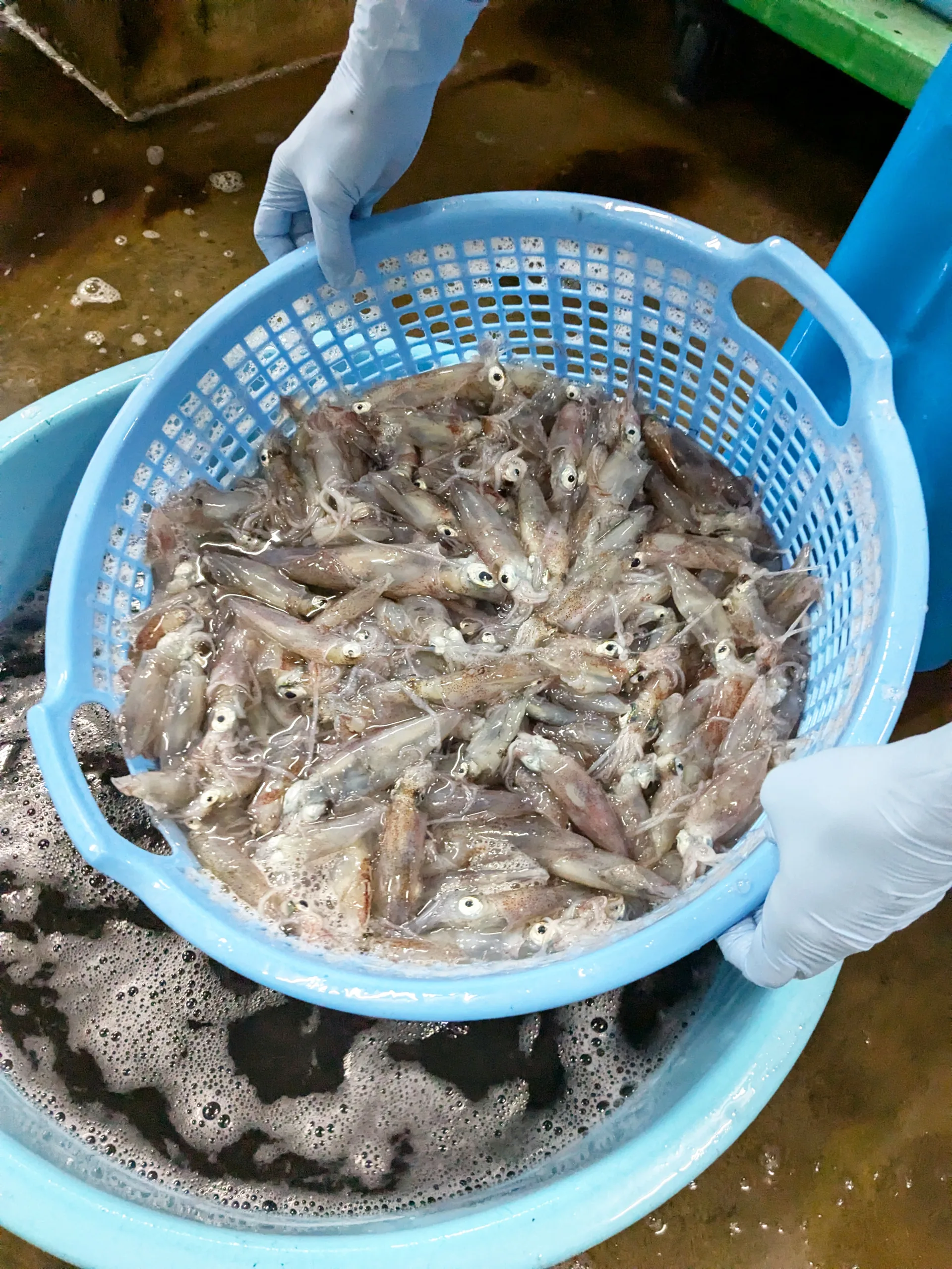 地元の漁港で水揚げされ、鮮度を保ったまま加工へと回される新鮮な小イカの群れ